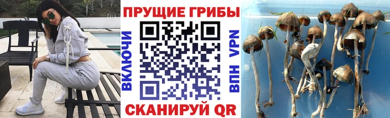 купить наркотики цена  Урус-Мартан  Псилоцибиновые грибы мухоморы 
